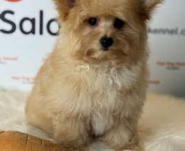 POMAPOO YAVRULARIMIZ